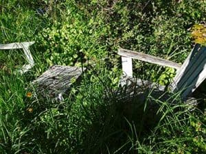 Post-holiday_lawn_care__0001_Overgrown