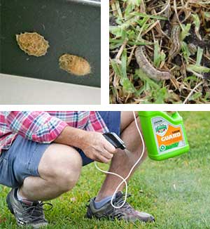 Post_rain_pests_lawn_grubs