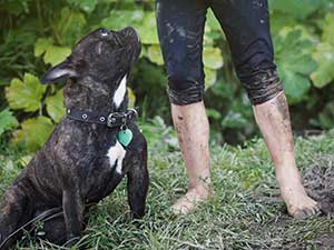 Post_rain_pests_pets