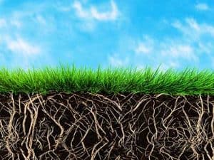 Quality_turf_soil__0001_Soil and roots