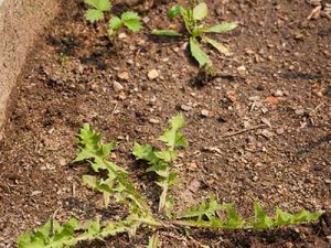 Quality_turf_soil__0003_Weeds
