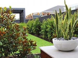 Sir_Grange_zoysia__0002_Landscape-gardening