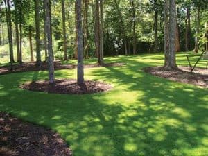 Sir_Grange_zoysia__0003_SG-Shade