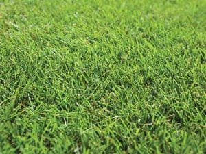 Sir_Grange_zoysia__0004_Close