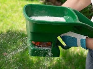 Sir_Walter_affected_by_white_spots_Fertiliser