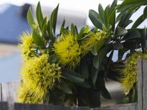 Sir_Walter_affected_by_white_spots_Golden_Penda_fence