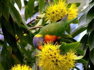 Sir_Walter_affected_by_white_spots_Rainbow_lorikeet