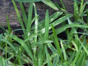 Sir_Walter_affected_by_white_spots_White_spots