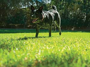 Sir_Walter_buffalo_myths__0000_Pets