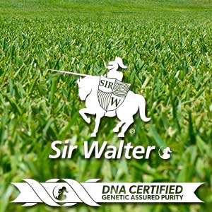 Sir_Walter_quality_turf