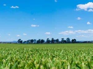 Turf_Buying_Guide__0002_turf supplies