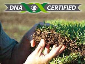 Turf_at_bunnings__0001_DNA-Certified-ONLY-Logo