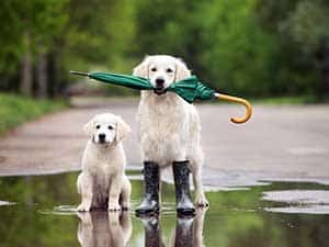Wet_weather_lawn_care__0000_Dogs