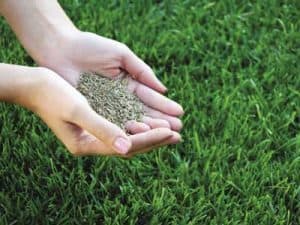 What-to-expect-in-winter_oversowing-lawn