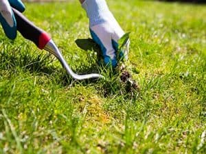 What-to-expect-in-winter_weeding-lawn