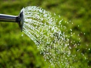 What-to-expect-in-winter_winter-watering