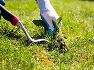 Winter_lawn__0002_Weeds removal