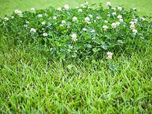 Winter_lawn_tips__0002_winter weeds