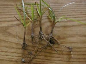 Winter_weeds__0000_Nutgrass