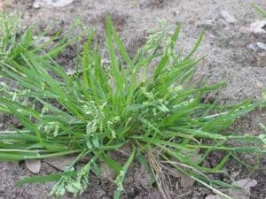Winter_weeds__0001_Winter grass