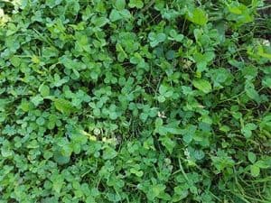 Winter_weeds__0003_Clover