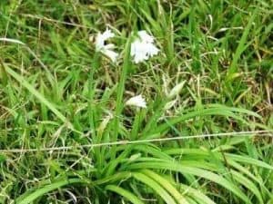 Winter_weeds_onion-weed