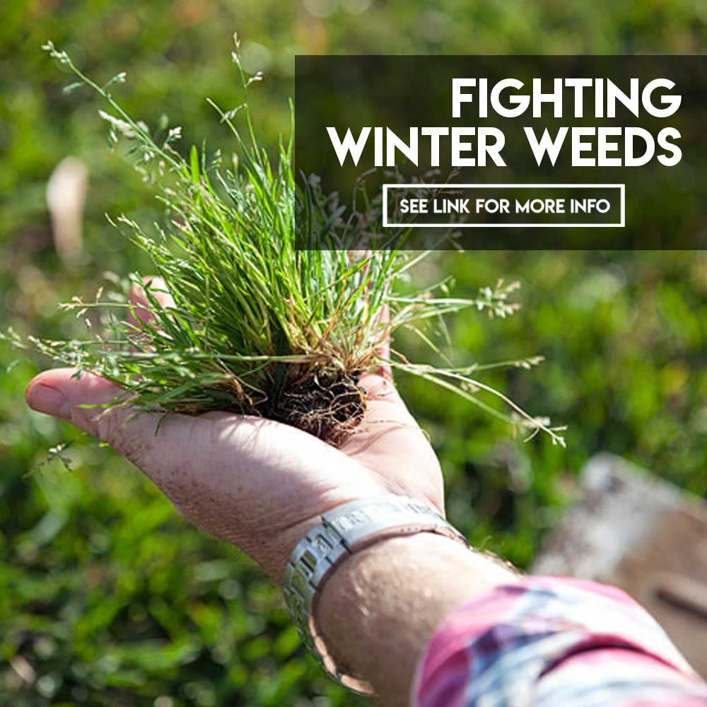 Turf Tips Fighting winter weeds