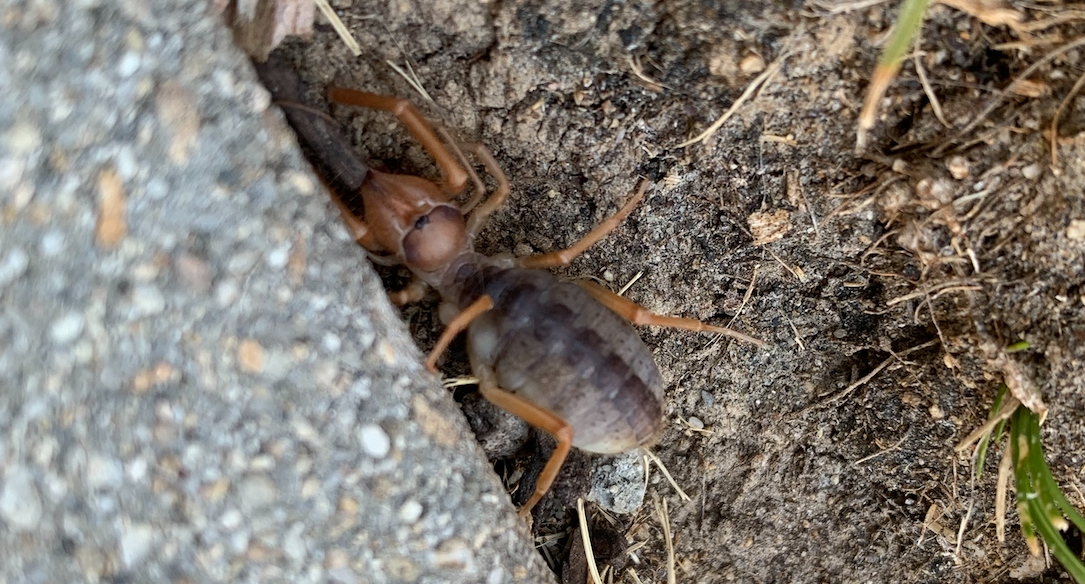 Types Of Spiders In Boise, ID