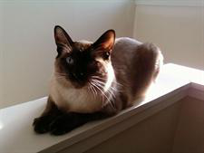 Siamese cat