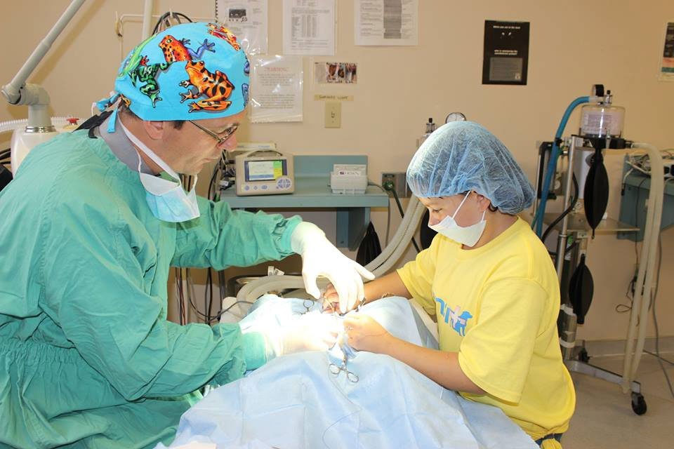 Spaying & Neutering Cheektowaga & Orchard Park, NY Transit Animal