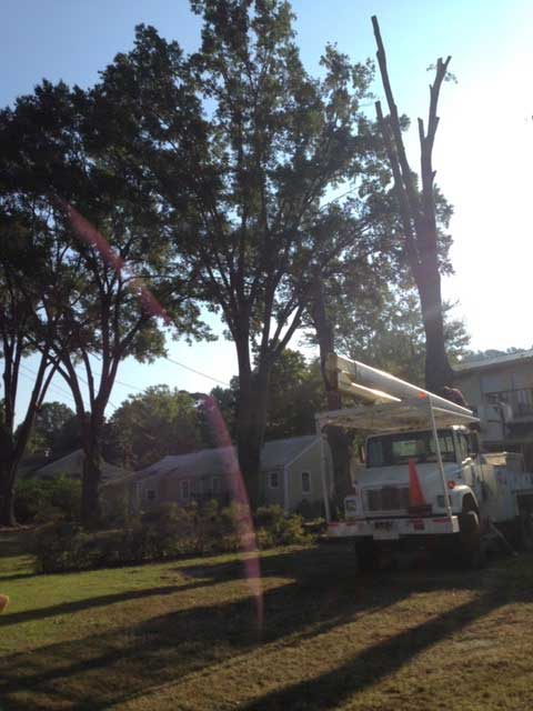 Tree Trimming | Albertville, Alabama | Denson Tree Service