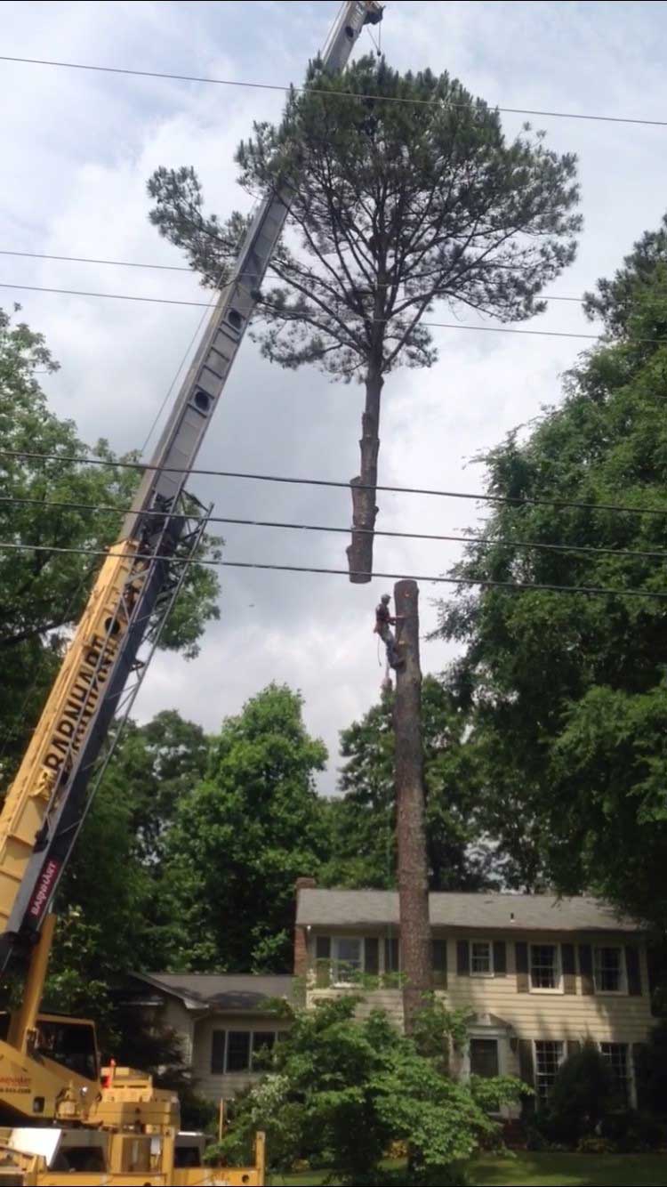Tree Trimming | Albertville, Alabama | Denson Tree Service