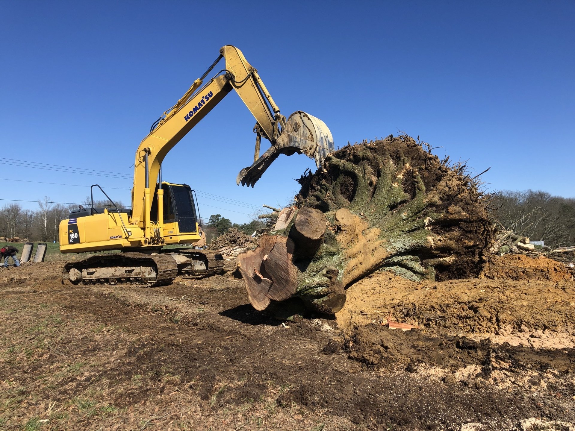 Tree Trimming | Albertville, Alabama | Denson Tree Service