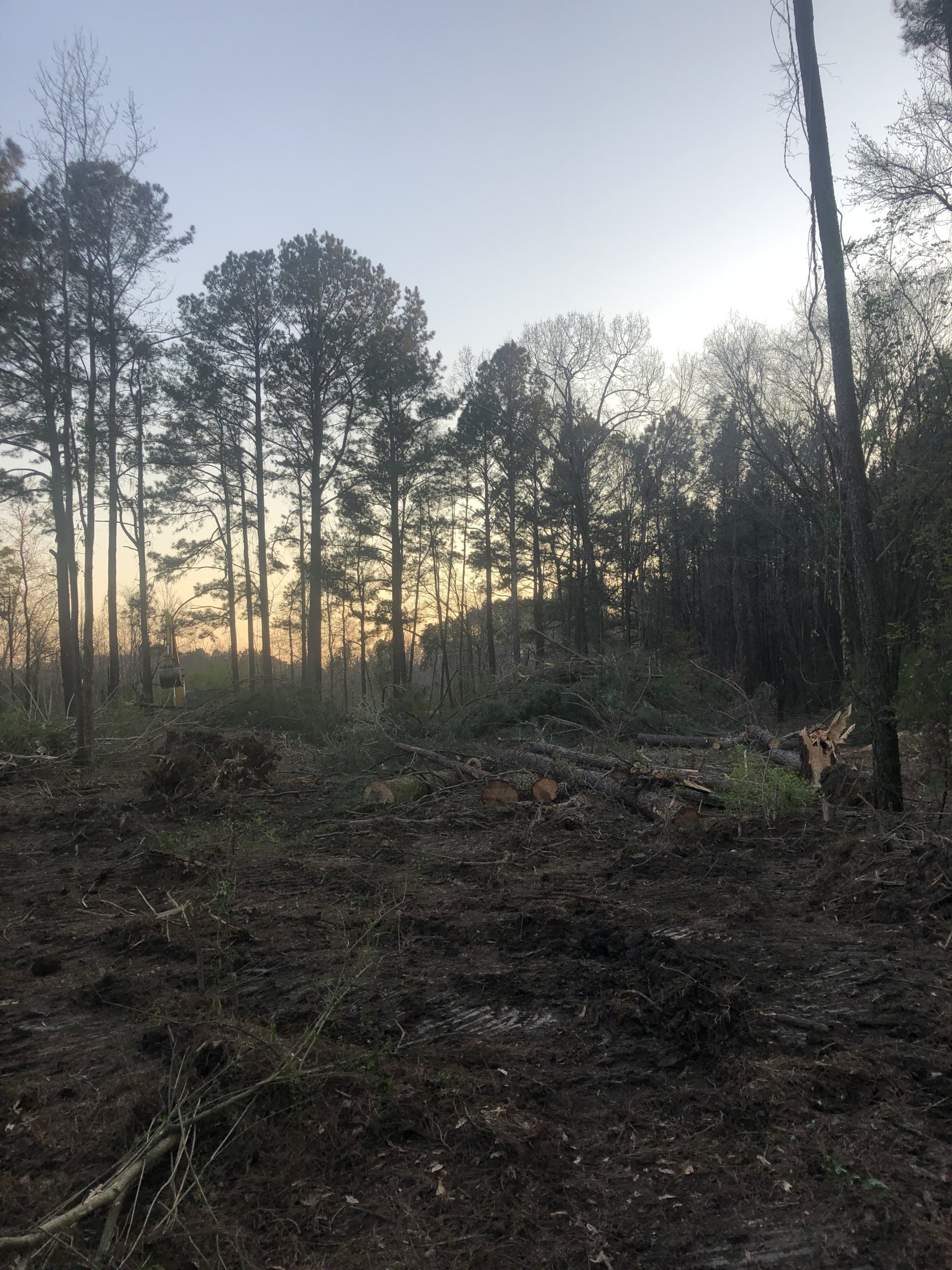 Tree Trimming | Albertville, Alabama | Denson Tree Service