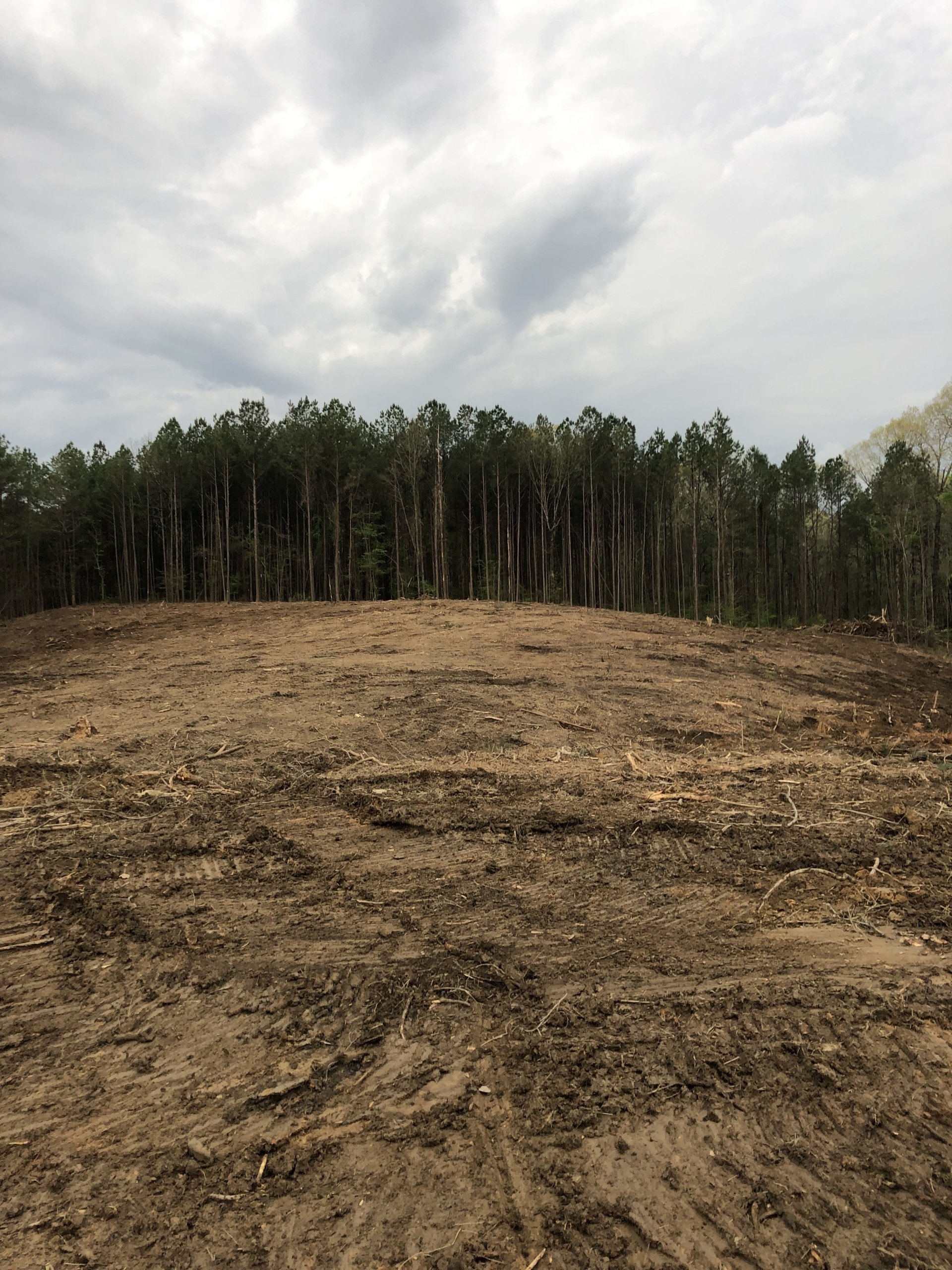 Tree Trimming | Albertville, Alabama | Denson Tree Service