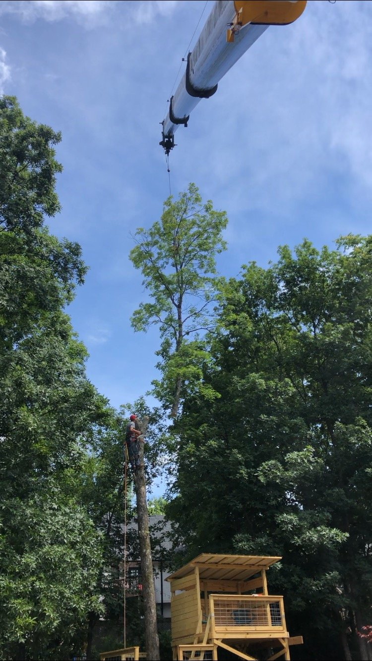 Tree Trimming | Albertville, Alabama | Denson Tree Service