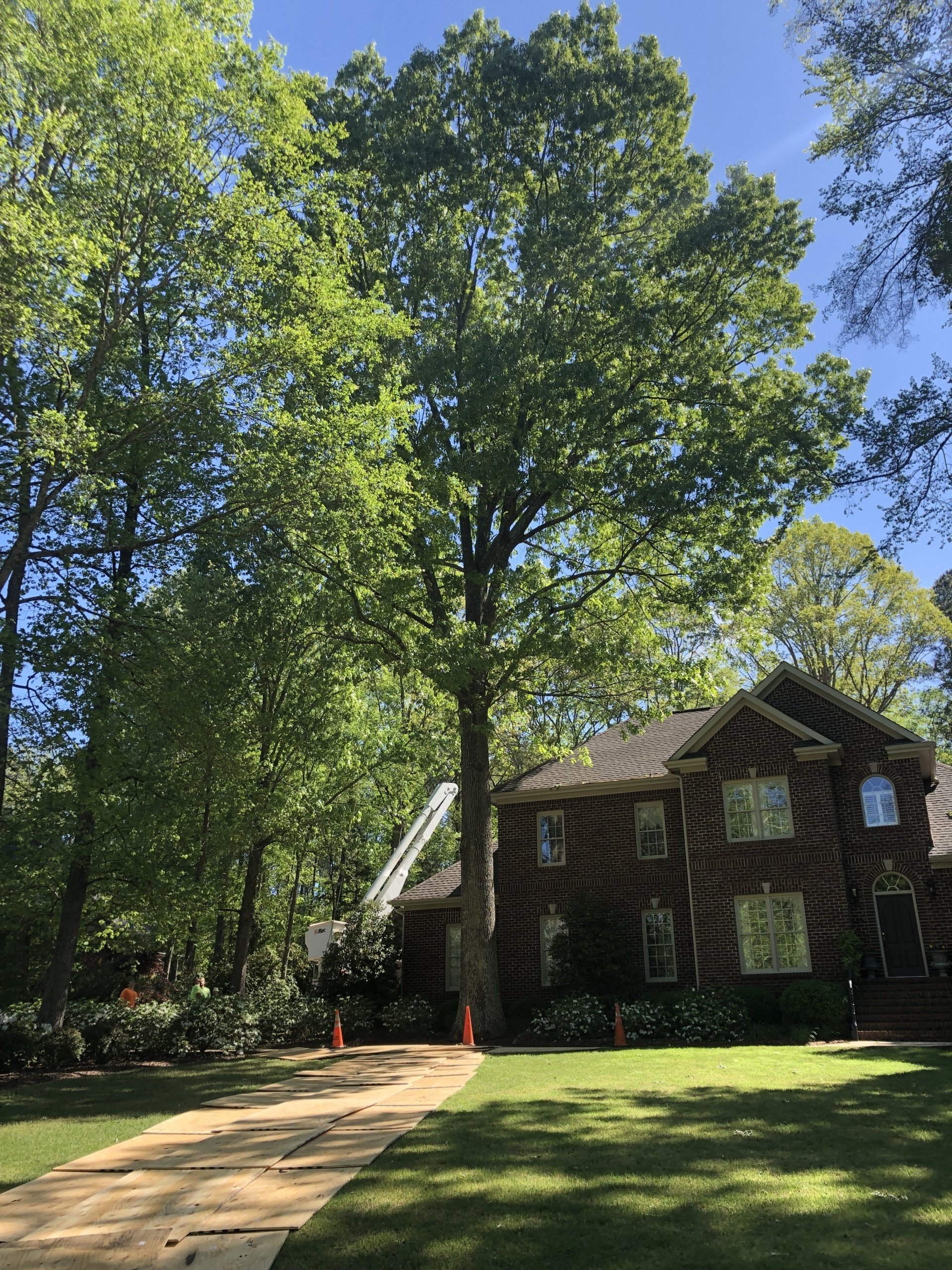 Tree Trimming | Albertville, Alabama | Denson Tree Service