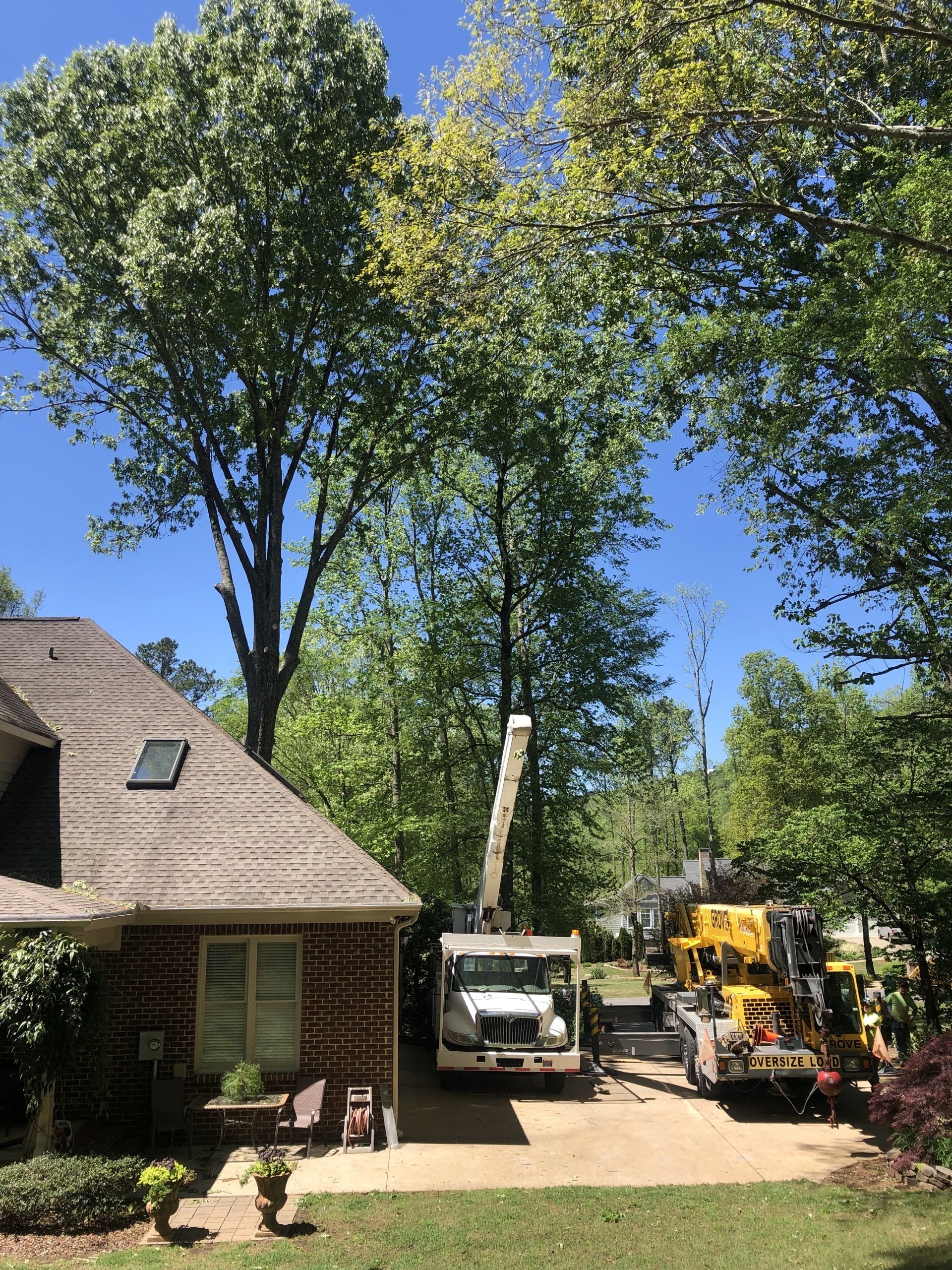 Tree Trimming | Albertville, Alabama | Denson Tree Service