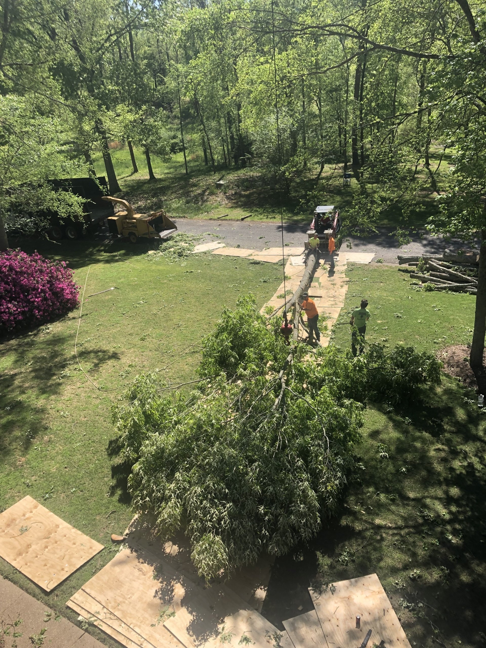 Tree Trimming | Albertville, Alabama | Denson Tree Service