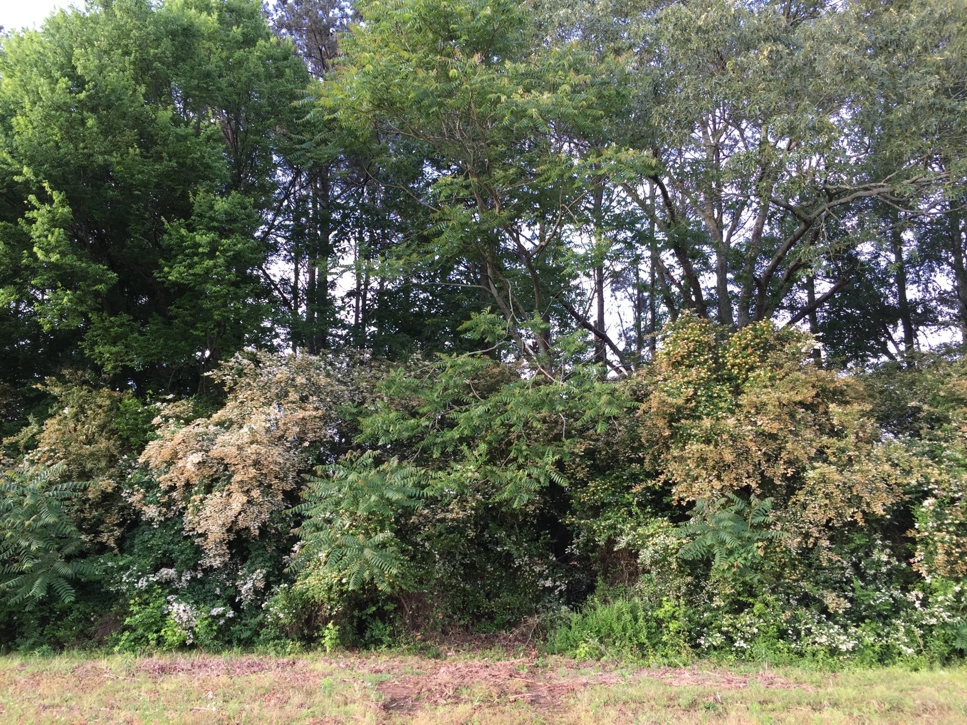 Tree Trimming | Albertville, Alabama | Denson Tree Service