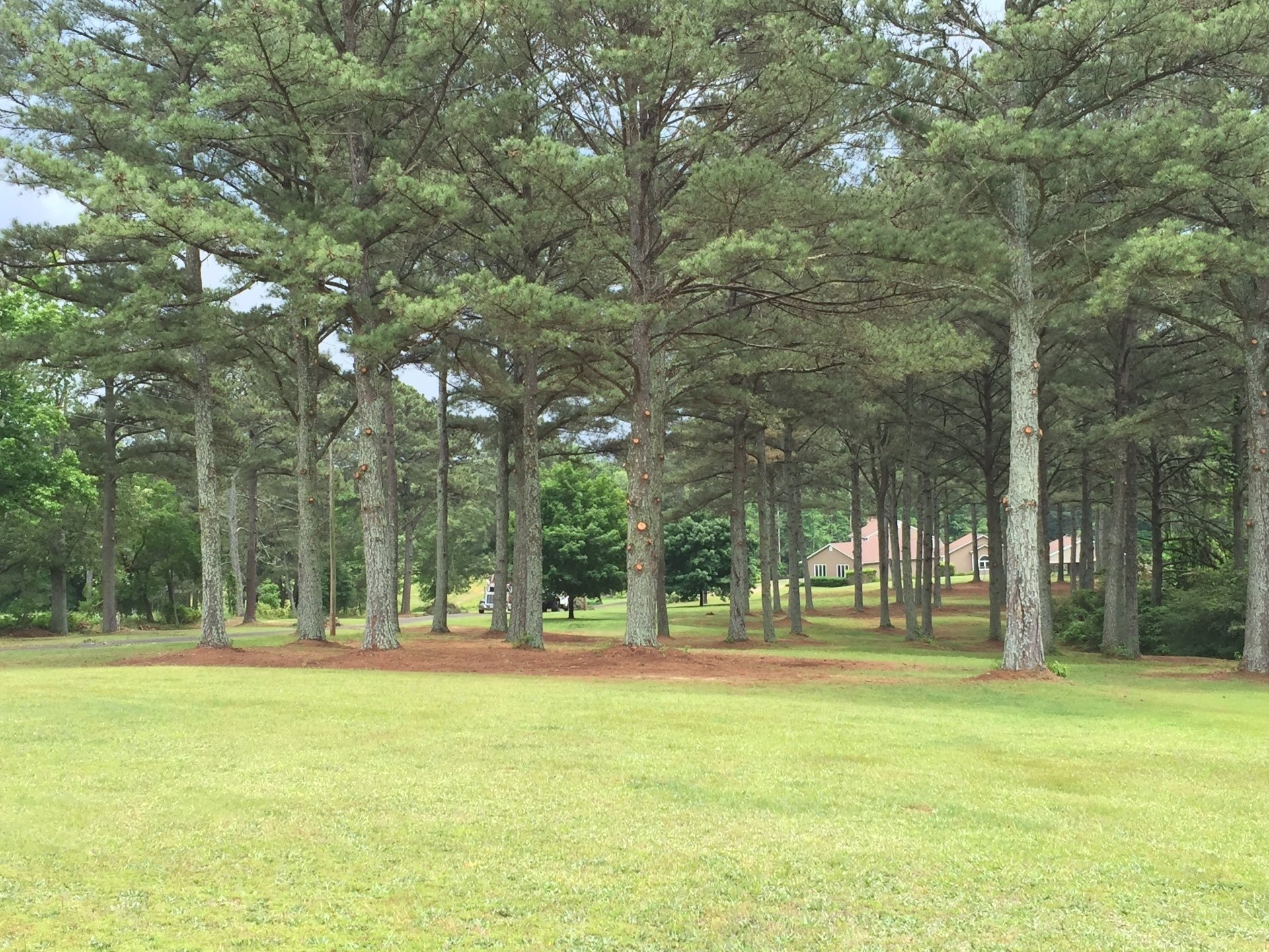 Tree Trimming | Albertville, Alabama | Denson Tree Service