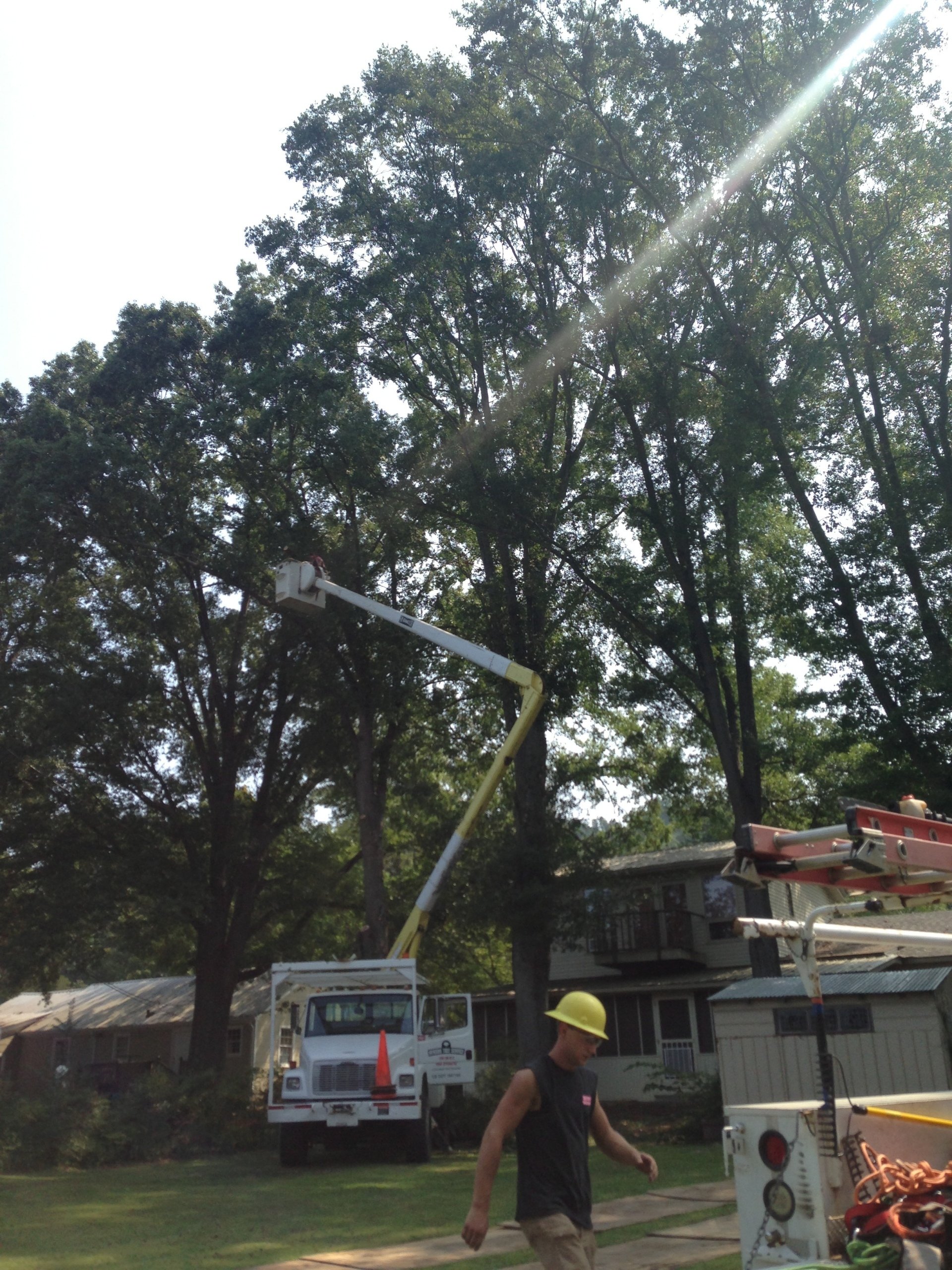 Tree Trimming | Albertville, Alabama | Denson Tree Service