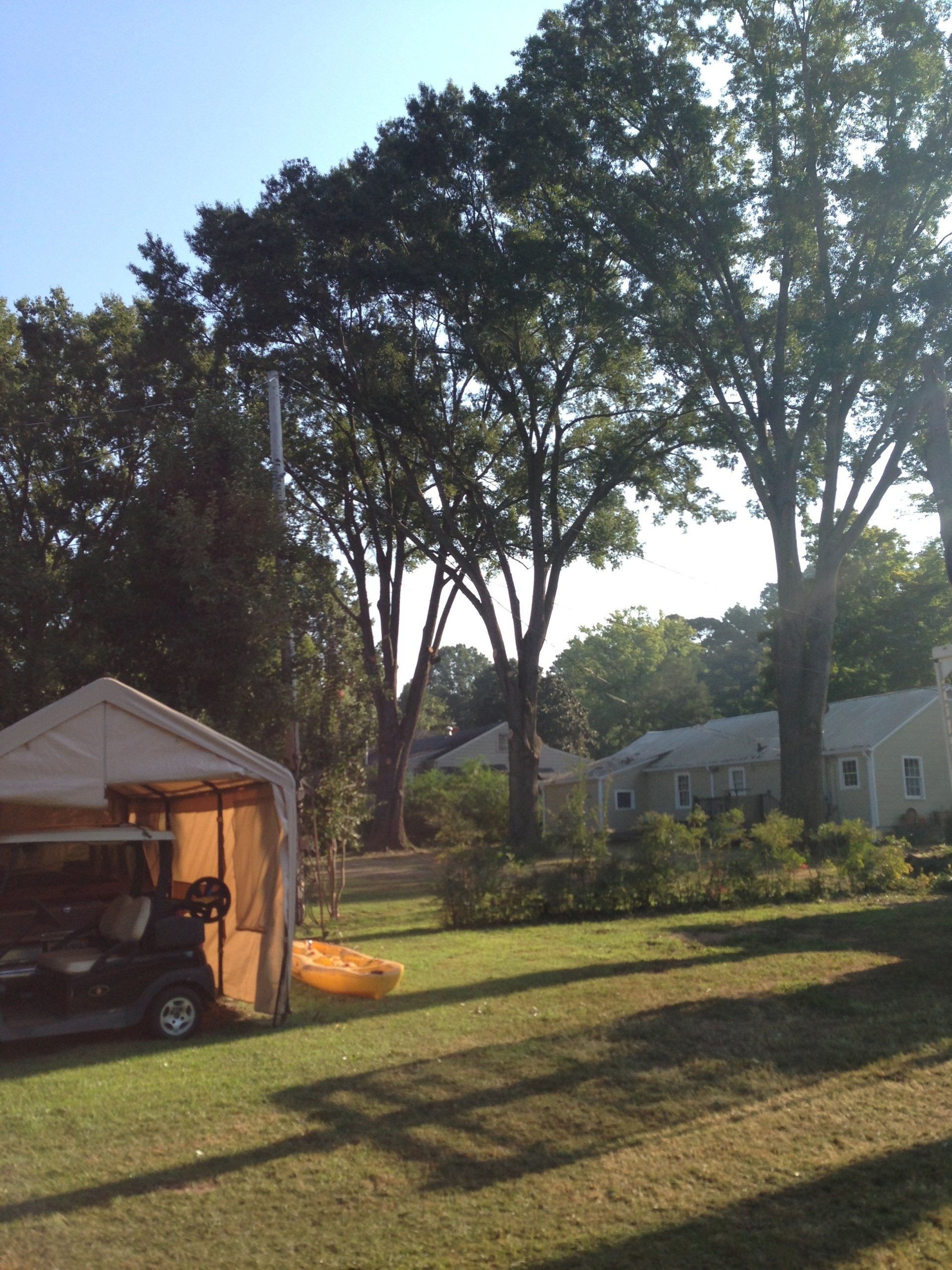 Tree Trimming | Albertville, Alabama | Denson Tree Service