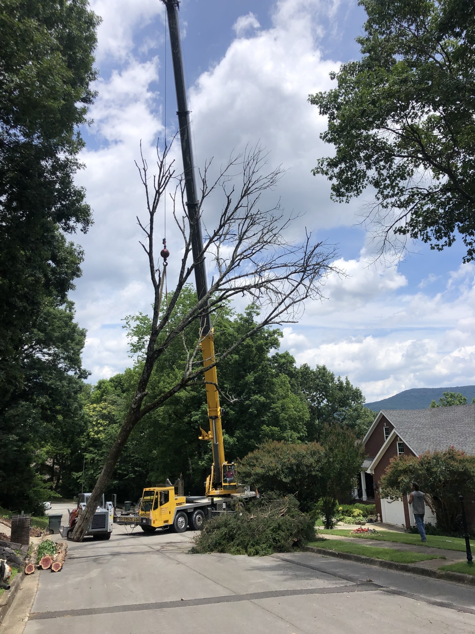 Tree Trimming | Albertville, Alabama | Denson Tree Service
