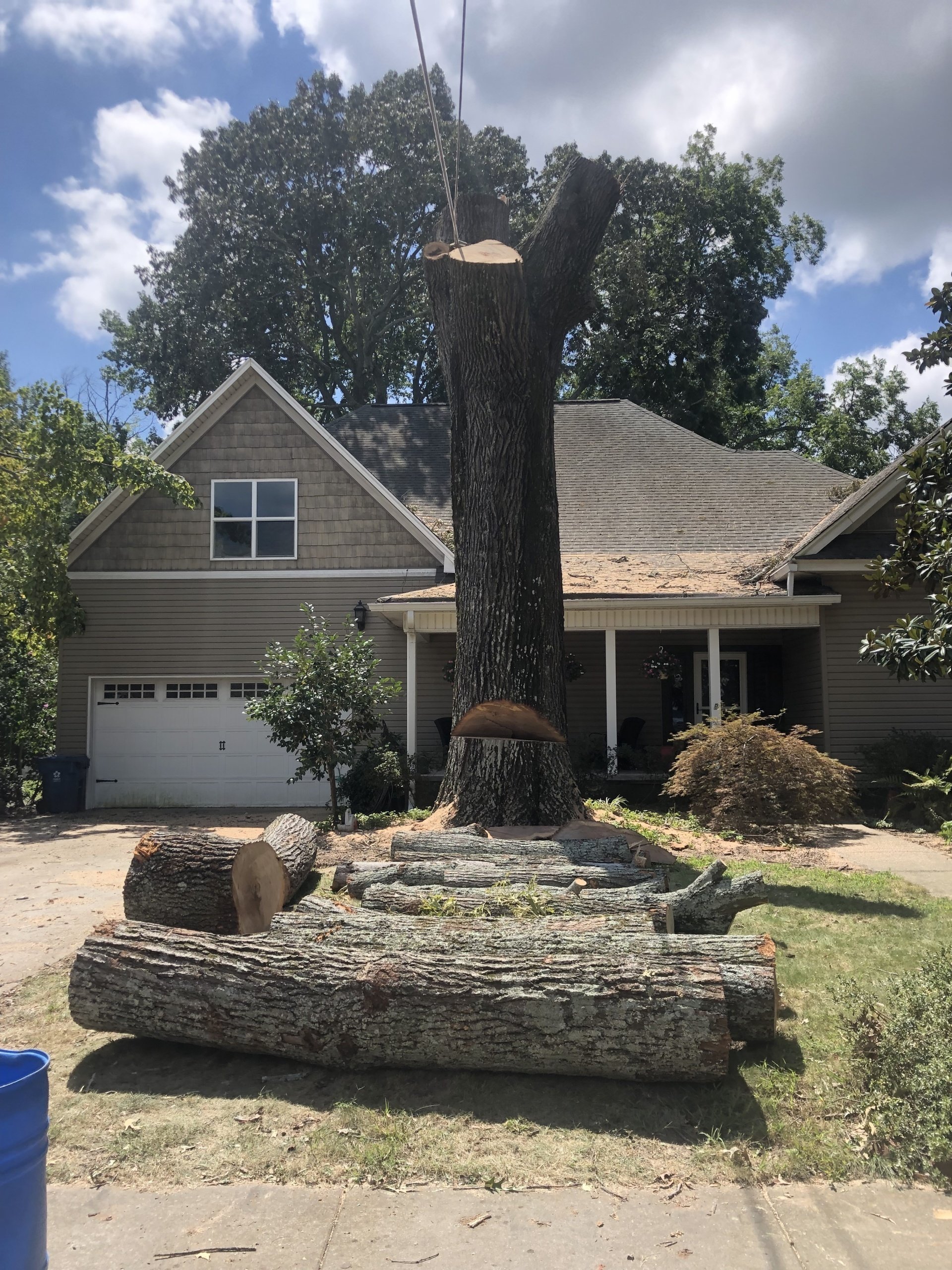 Tree Trimming | Albertville, Alabama | Denson Tree Service