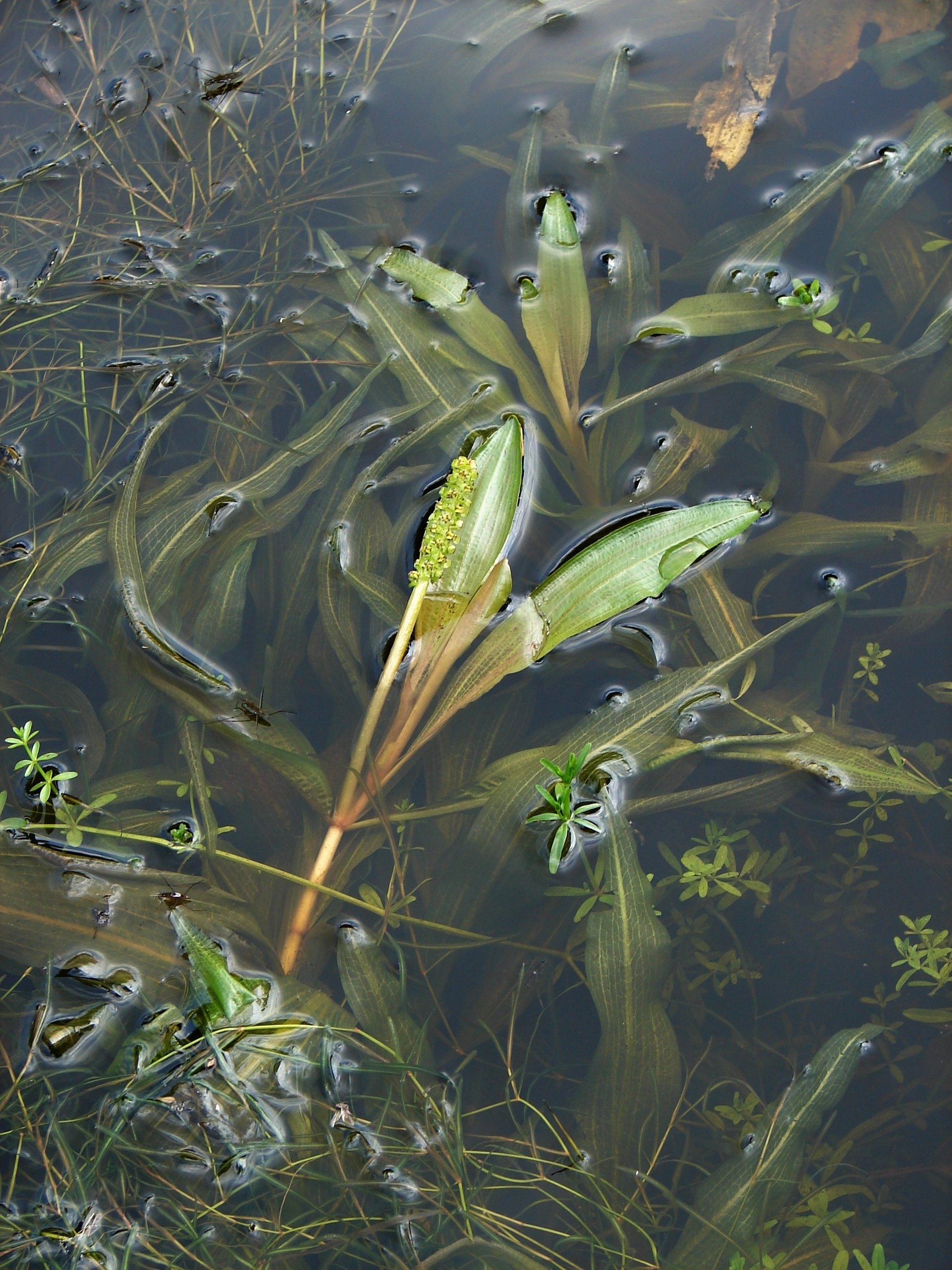 Schwimmblattzone