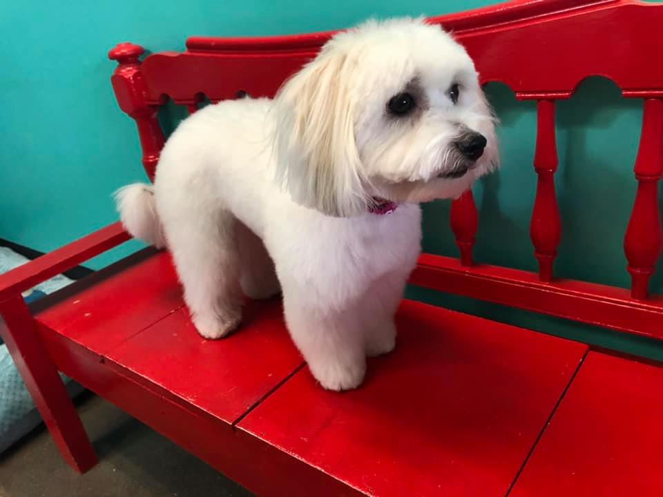 Gallery Johnny's Doghouse