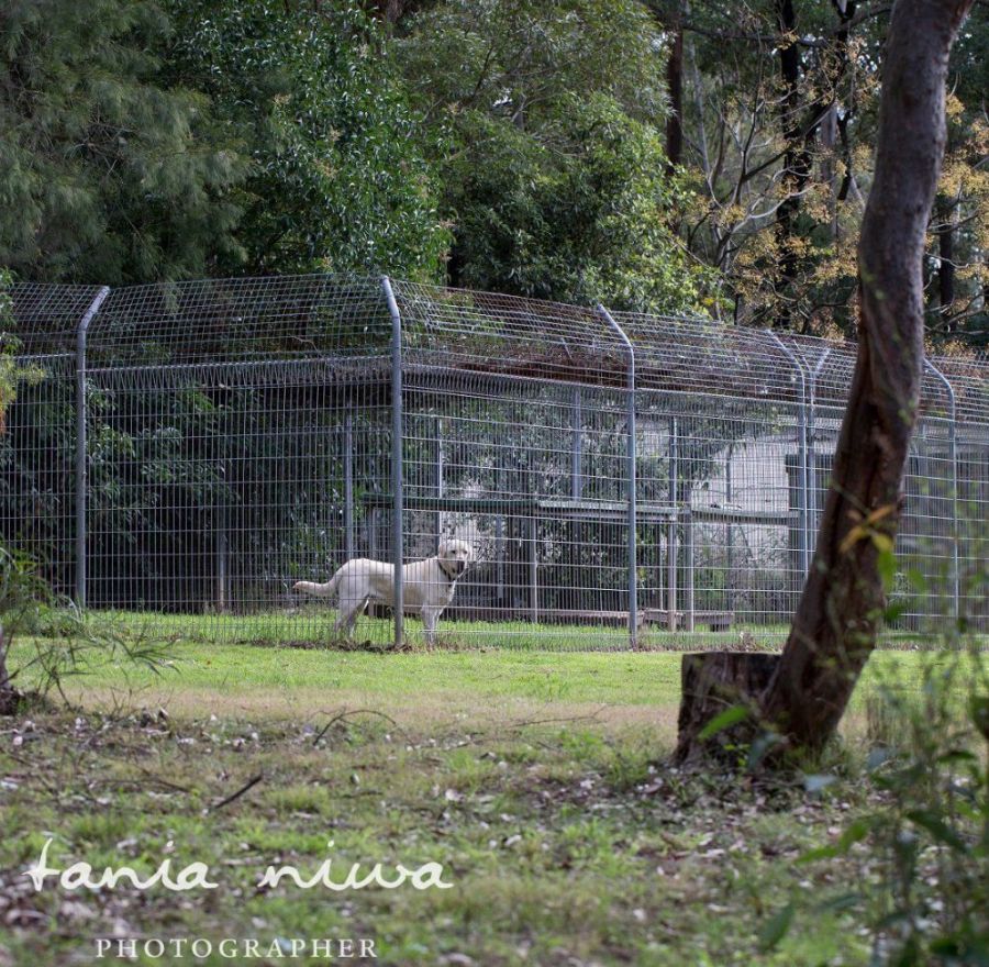 Pet Hotel Dural Talbot Park Canine Lodge