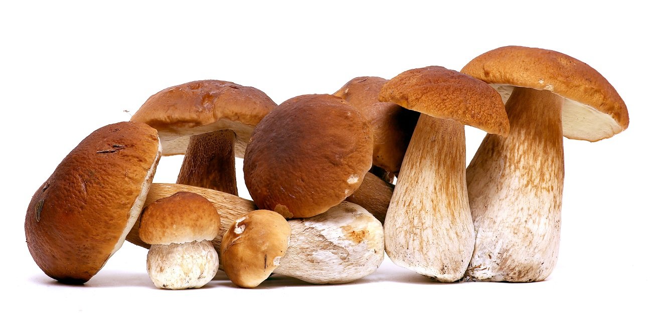 Funghi porcini a Torino