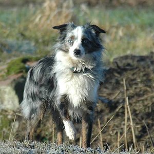 Miniature American Shepherds